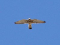 L1270943_Lesser Kestrel.jpg