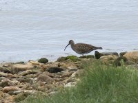 L1270104_Whimbrel.jpg