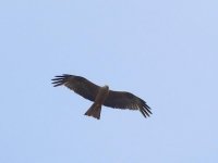 L1300098_Black Kite.jpg