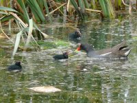 L1280782_Moorhen with chicks.jpg