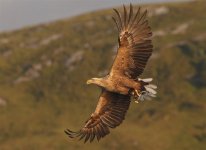 White-tailed Eagle 9125.jpg