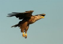White-tailed Eagle 7238.jpg