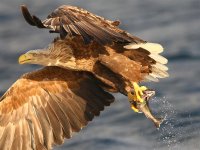 White-tailed Eagle 8168.jpg