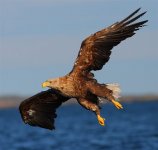 White-tailed Eagle 8783.jpg