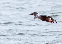 shoveler_040909a.jpg