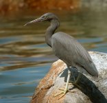 reef egret P6000 swzm25x 38mm nw DSCN0249.jpg