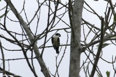 whiteFrontedFalconet.jpg