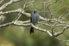 ashyDrongo.jpg