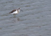 greenshank_050909b.jpg