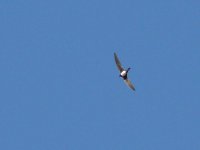 L1280940_Alpine Swift.jpg