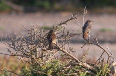 2.BlackRedstart.JPG