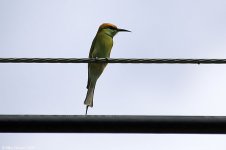 greenBee-eater.jpg