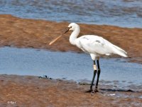 spoonbill1.jpg