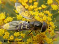 hoverfly3 ex8475 (800).JPG