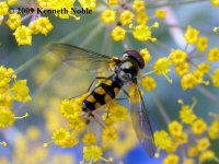 hoverfly4 ex8479 (800).JPG