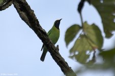 goldenFrontedLeafbird.jpg