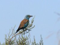 L1320497_European Roller.jpg