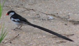 cropped bird pic.jpg