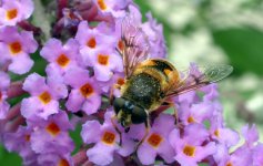 hoverfly5 ex8482 (800).JPG