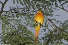 longTailedMinivet.jpg