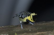 yellowCheekedTit.jpg