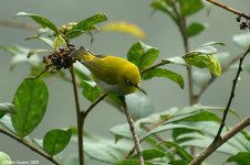 orientalWhiteeye.jpg