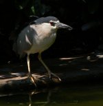 bc night heron bathe P6000 DSCN0004.jpg