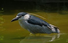 bc night heron bathe P6000nw  DSCN0002.jpg