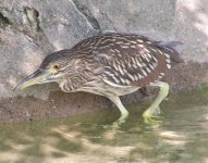 Black-crowned Night Heron (imm.).jpg