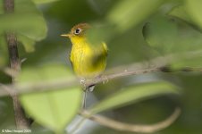 yellowBelliedWarbler.jpg