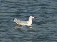 L1320671_Slender-billed Gull.jpg