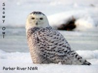 snowy owl 2-3-03 1b eab text.jpg