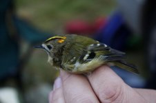 Goldcrest.jpg