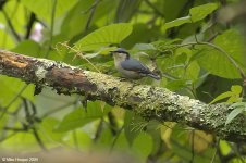 chestnutVentedNuthatch.jpg