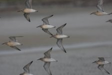 Knot in Flight.jpg