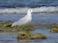 L1320644_Audouin's Gull.jpg