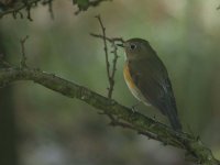 Red-flanked Bluetail 1621.jpg