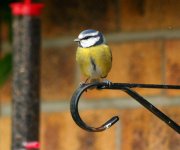 bluetit8x8.jpg