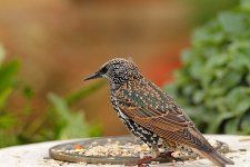 starling9x6.jpg