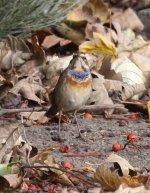 Bluethroat4_1.jpg