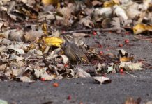 Bluethroat1_1.jpg