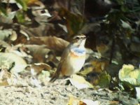 Best Bluethroat Edited.JPG