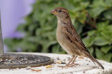 sparrowfemale9x6.jpg