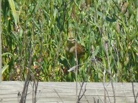 L1320982_Sedge Warbler.jpg