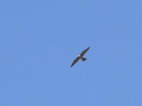 L1330007_Peregrine Falcon.jpg