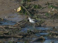 L1330102_Greenshank.jpg