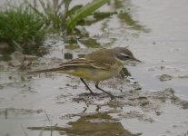 iberae Wagtail (1).jpg