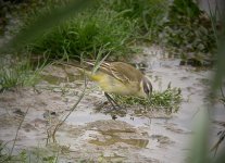 iberae Wagtail(blue-headed).jpg