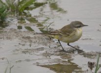 iberae Wagtail(blue-headed)2.jpg