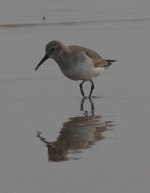 4.Dunlin.JPG